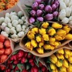 a bunch of different colored tulips on display