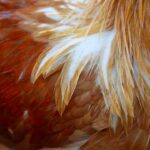 a close up picture of a rooster's feathers