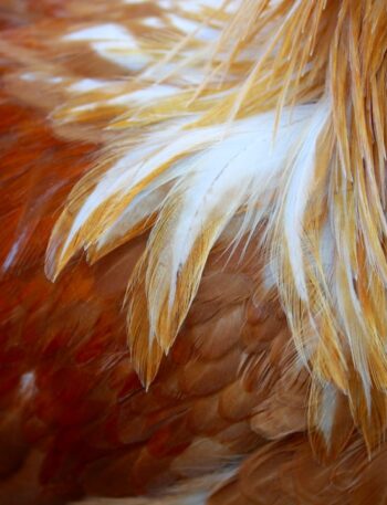 a close up picture of a rooster's feathers