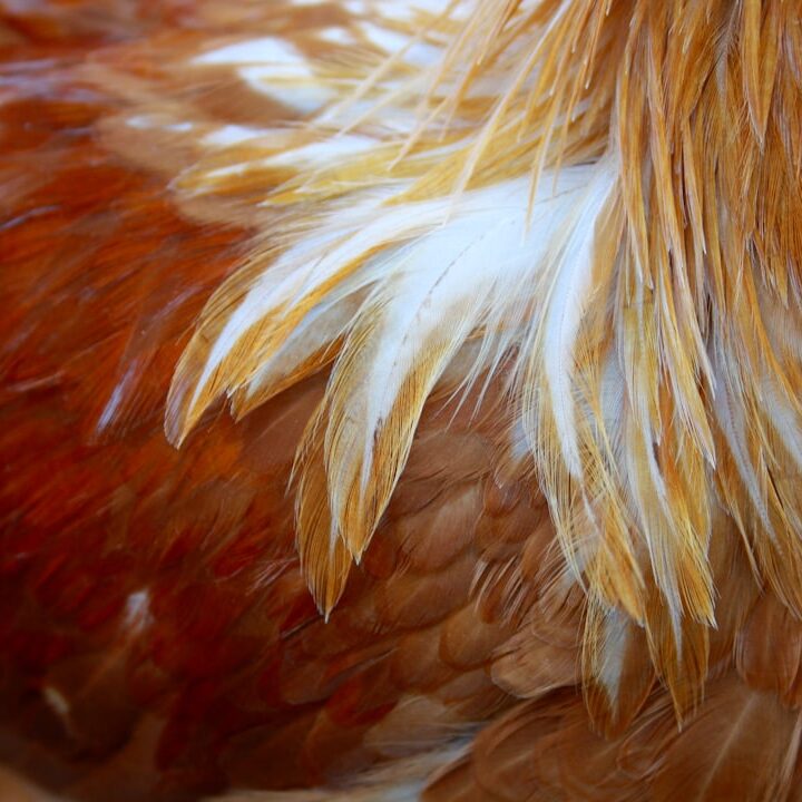a close up picture of a rooster's feathers