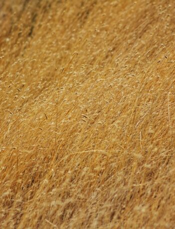 a close up of a field