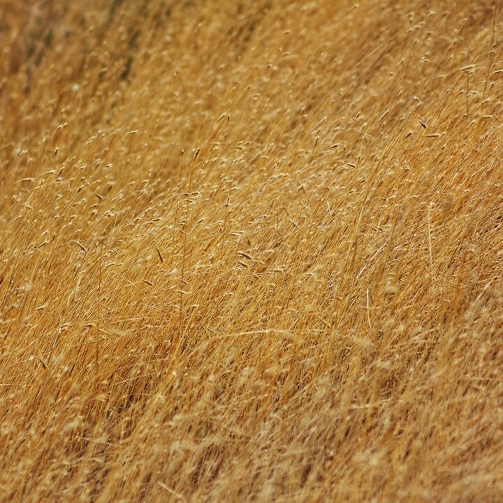 a close up of a field