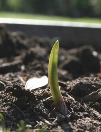 green plant on brown soil