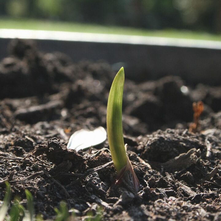 green plant on brown soil