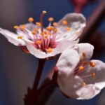 a close up of a flower on a tree