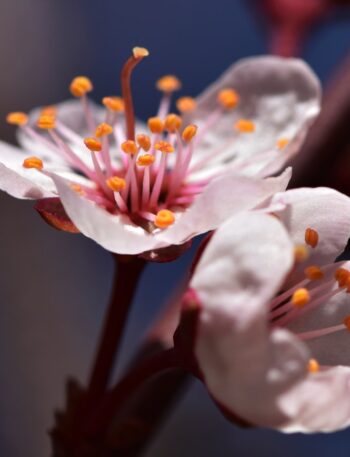 a close up of a flower on a tree