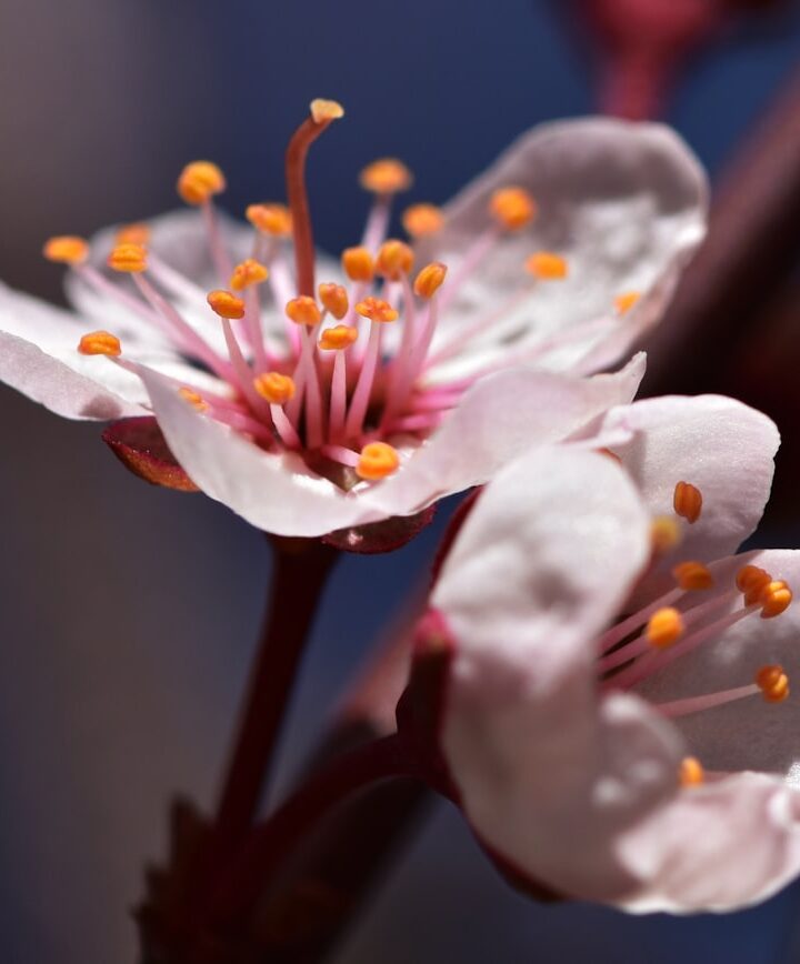 a close up of a flower on a tree